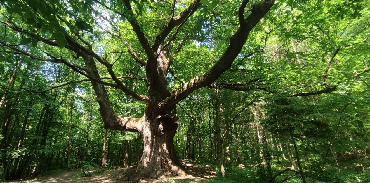 Stejarul de 1000 de ani - Explorarea frumuseților din împrejurimile comunei Șotânga